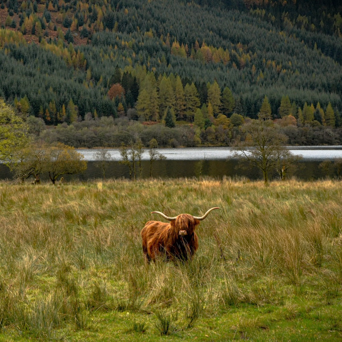 Buy Speyside whisky cask