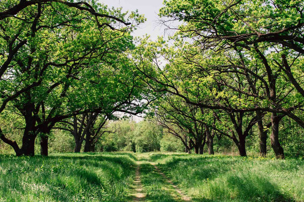 What types of oak are used to make whisky casks?